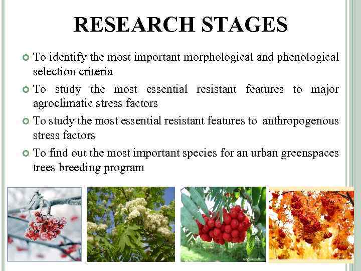 RESEARCH STAGES To identify the most important morphological and phenological selection criteria To study