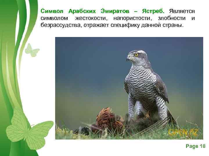 Символ Арабских Эмиратов – Ястреб. Является символом жестокости, напористости, злобности и безрассудства, отражает специфику