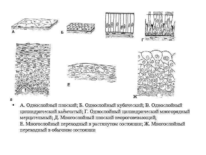 Эпителиальная ткань схема