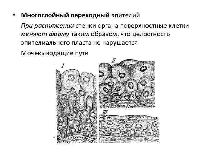  • Многослойный переходный эпителий При растяжении стенки органа поверхностные клетки меняют форму таким