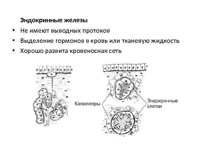 Эндокринные железы • Не имеют выводных протоков • Выделение гормонов в кровь или тканевую