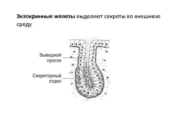 Экзокринные железы выделяют секреты во внешнюю среду 