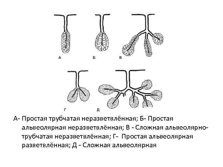 Простые трубчатые. Простая неразветвленная альвеолярная железа. Сложная разветвленная альвеолярно-трубчатая железа строение. Простая неразветвленная трубчатая железа строение. Экзокринные железы сложные простые альвеолярные трубчатые.