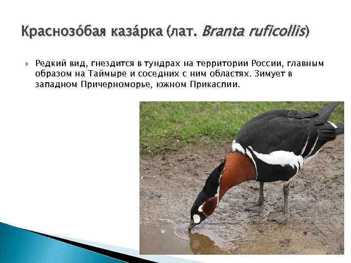 Краснозо бая каза рка (лат. Branta ruficollis) Редкий вид, гнездится в тундрах на территории