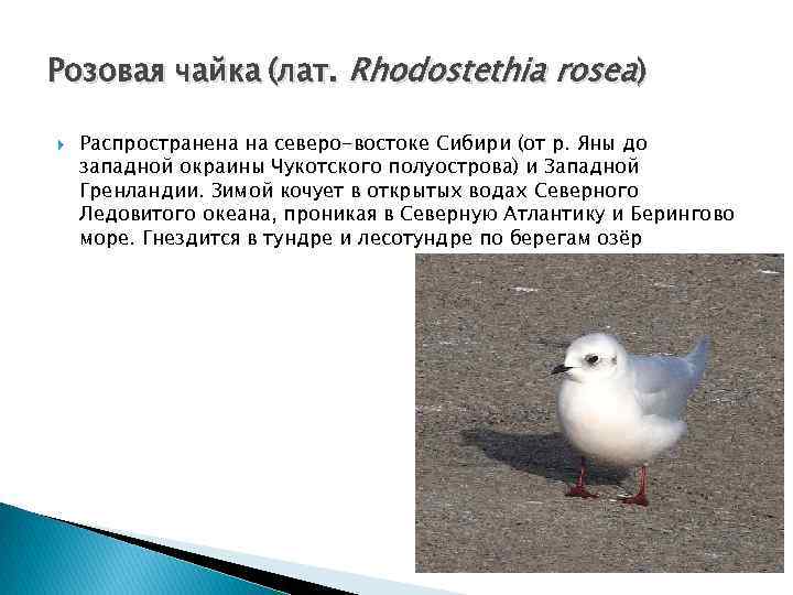 Розовая чайка (лат. Rhodostethia rosea) Распространена на северо-востоке Сибири (от р. Яны до западной