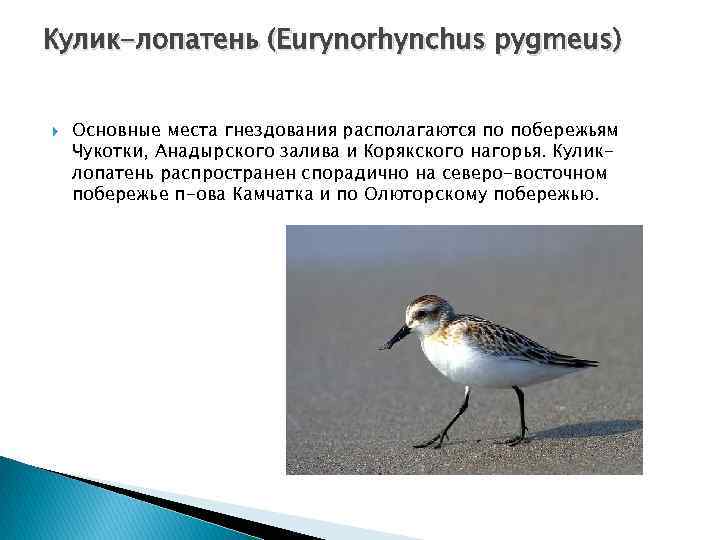 Кулик-лопатень (Eurynorhynchus pygmeus) Основные места гнездования располагаются по побережьям Чукотки, Анадырского залива и Корякского