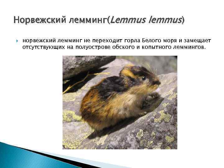 Норвежский лемминг(Lemmus lemmus) норвежский лемминг не переходит горла Белого моря и замещает отсутствующих на