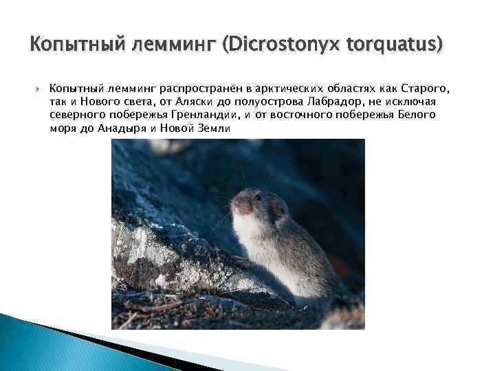 Копытный лемминг (Dicrostonyx torquatus) Копытный лемминг распространён в арктических областях как Старого, так и