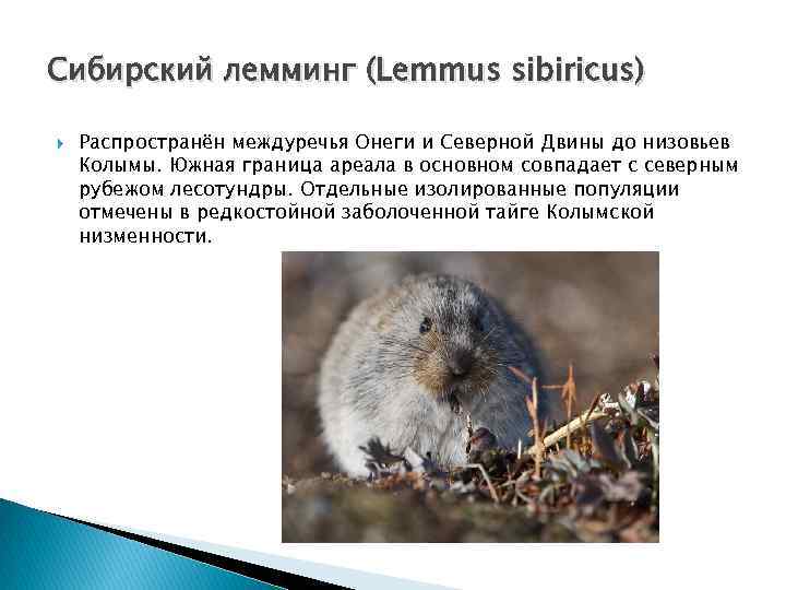 Сибирский лемминг (Lemmus sibiricus) Распространён междуречья Онеги и Северной Двины до низовьев Колымы. Южная