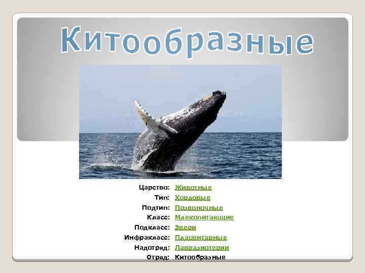 Царство: Животные Тип: Хордовые Подтип: Позвоночные Класс: Млекопитающие Подкласс: Звери Инфракласс: Плацентарные Надотряд: Лавразиотерии