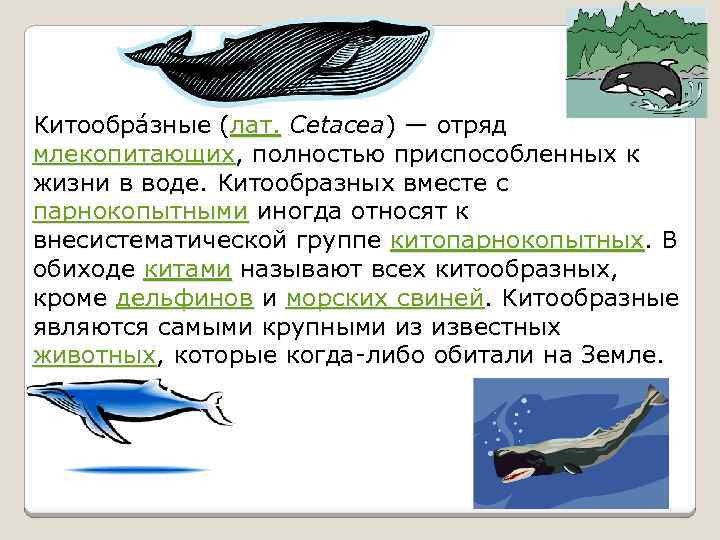 Кит относится к группе. Отряды млекопитающих китообразные. Численность отряда китообразные. Отряд китообразные (Cetacea). Продолжительность жизни китообразных.