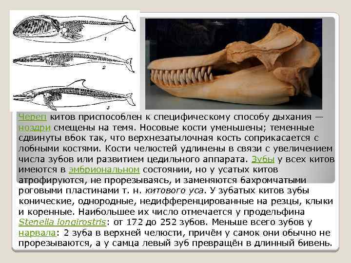 Если у животного имеется череп. Строение черепа кита. Строение зубов китообразных. Зубная формула китообразных. Формула зубов китообразных.