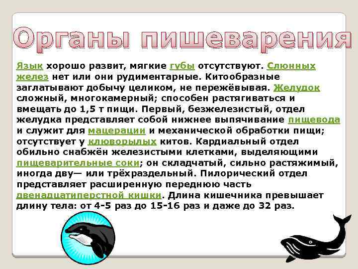 Органы пишеварения Язык хорошо развит, мягкие губы отсутствуют. Слюнных желез нет или они рудиментарные.