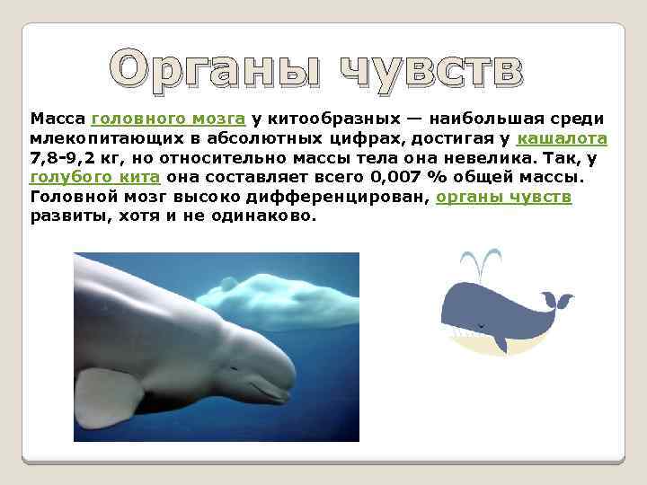 Органы чувств Масса головного мозга у китообразных — наибольшая среди млекопитающих в абсолютных цифрах,