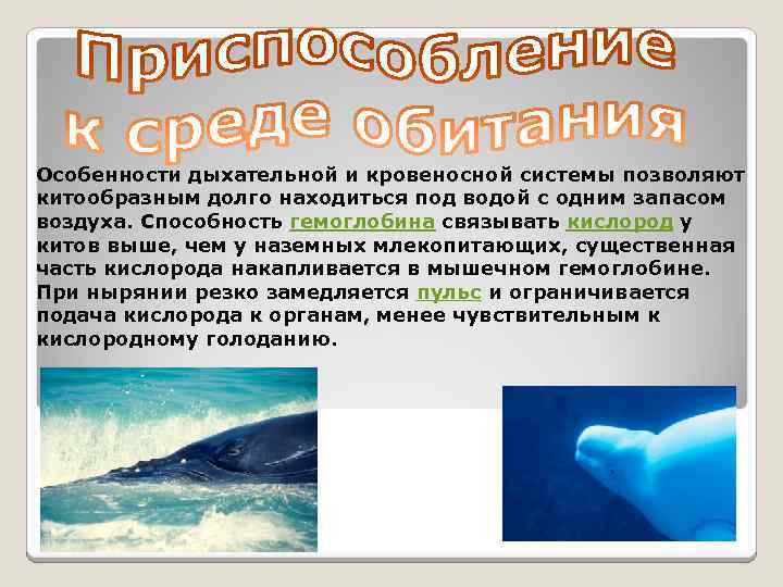 Особенности дыхательной и кровеносной системы позволяют китообразным долго находиться под водой с одним запасом