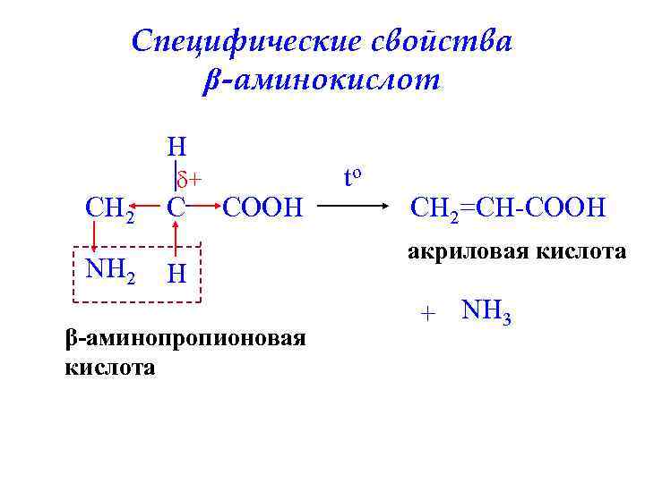 Специфические свойства β-аминокислот H CH 2 NH 2 δ+ C COOH H β-аминопропионовая кислота