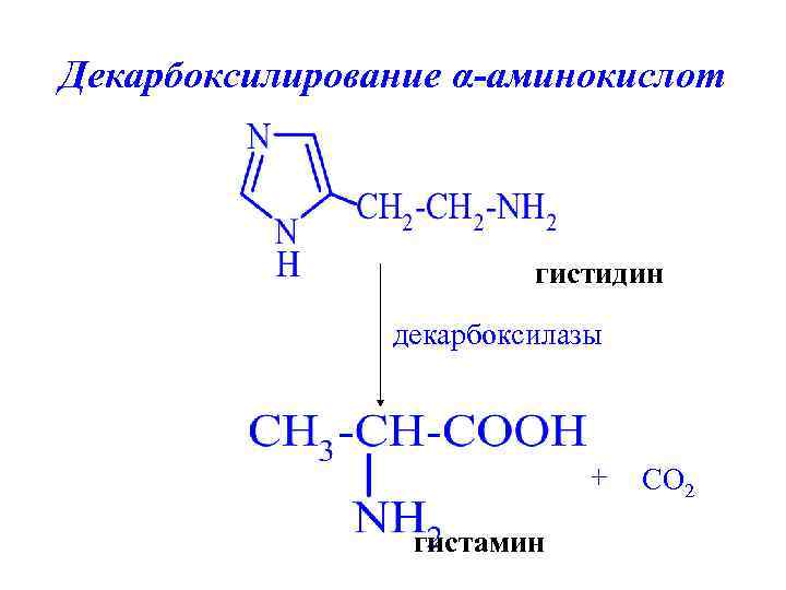 Декарбоксилирование α-аминокислот гистидин декарбоксилазы + гистамин CO 2 