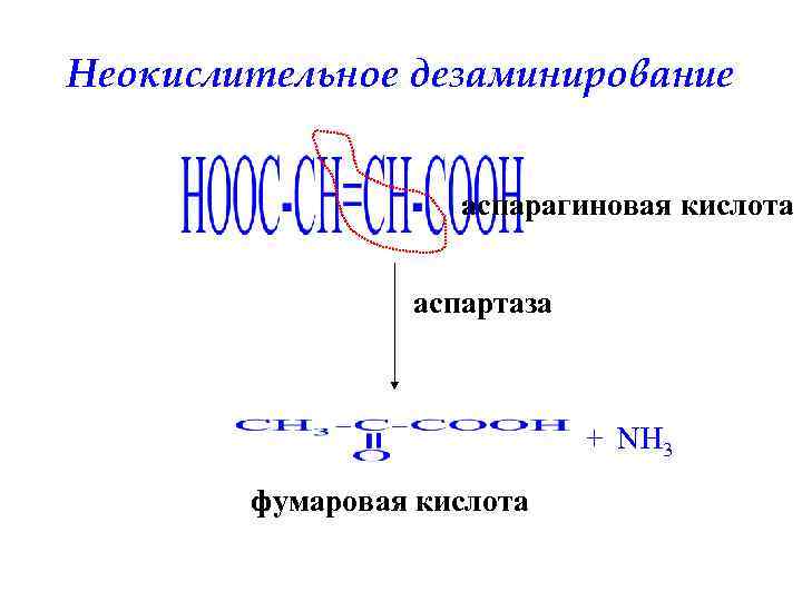 Неокислительное дезаминирование аспарагиновая кислота аспартаза + NH 3 фумаровая кислота 