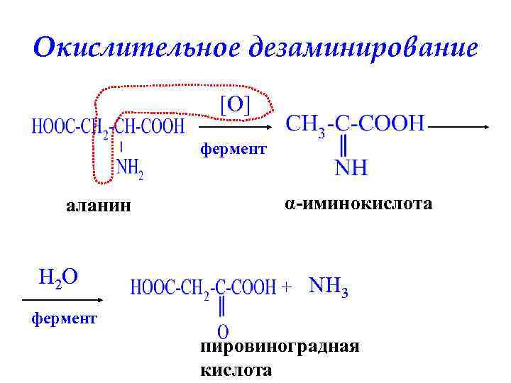 Обмен пировиноградной кислоты