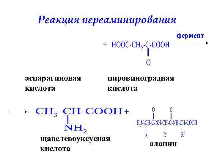 Пировиноградная кислота биополимер