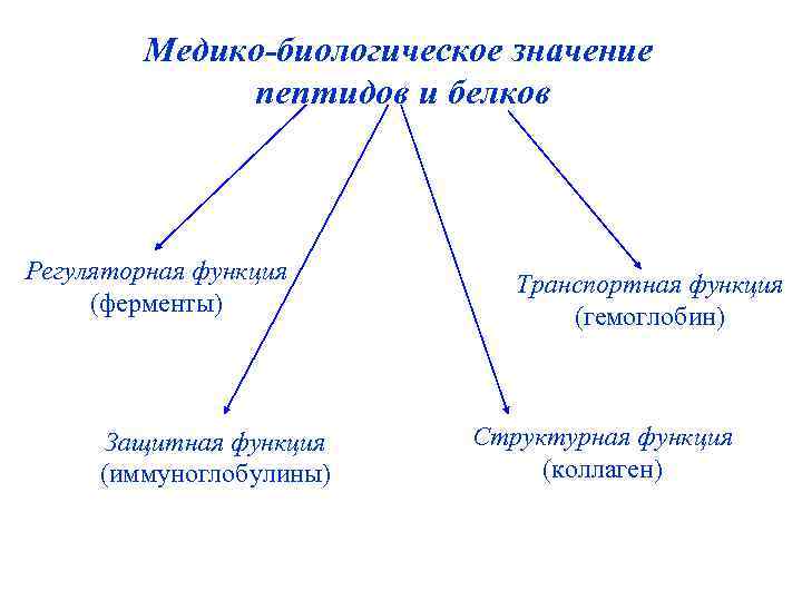 Медико-биологическое значение пептидов и белков Регуляторная функция (ферменты) Защитная функция (иммуноглобулины) Транспортная функция (гемоглобин)