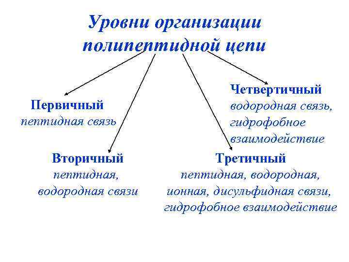 Уровни организации полипептидной цепи Первичный пептидная связь Вторичный пептидная, водородная связи Четвертичный водородная связь,