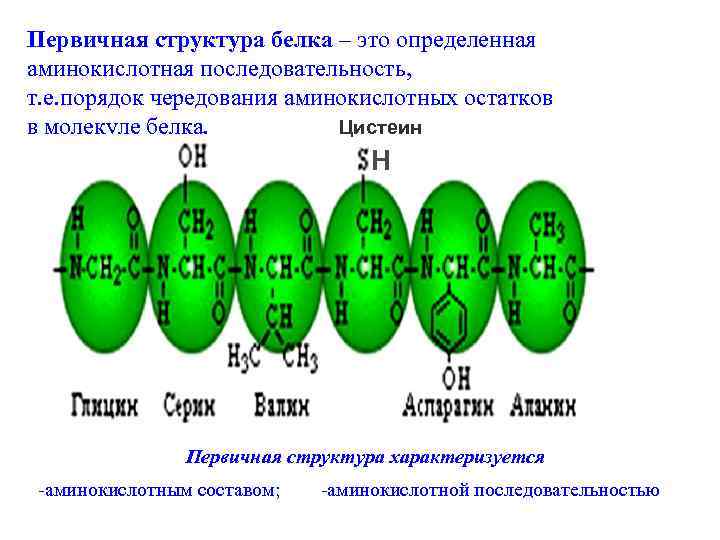 Первичная структура белка – это определенная аминокислотная последовательность, т. е. порядок чередования аминокислотных остатков