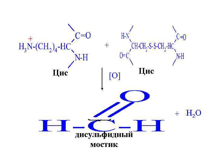 + Цис [O] Цис + H 2 O дисульфидный мостик 