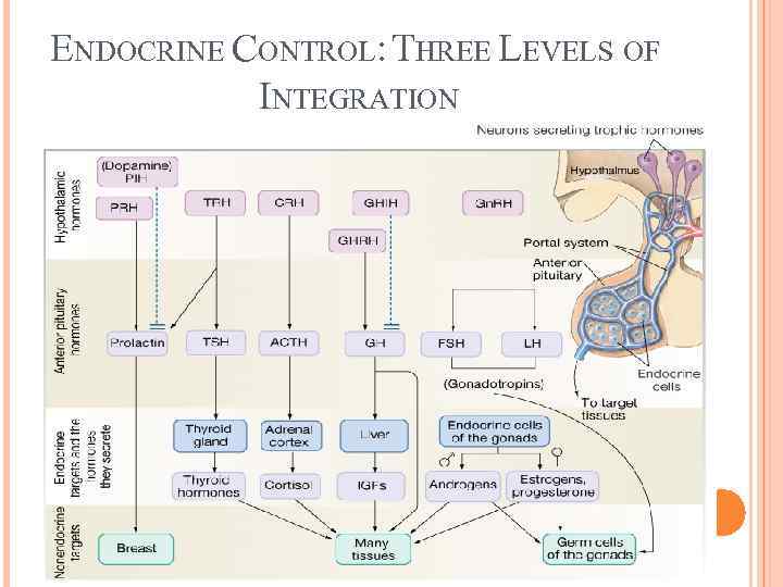 ENDOCRINE CONTROL: THREE LEVELS OF INTEGRATION 