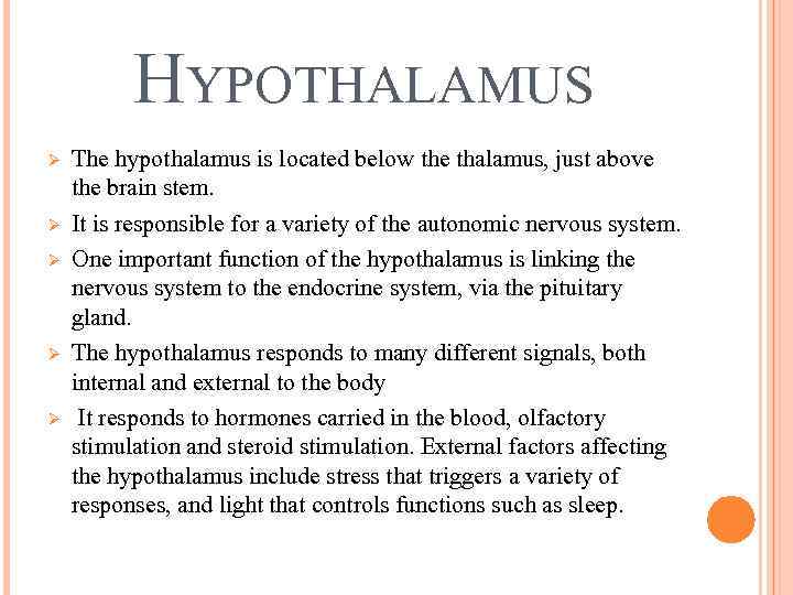 HYPOTHALAMUS Ø Ø Ø The hypothalamus is located below the thalamus, just above the