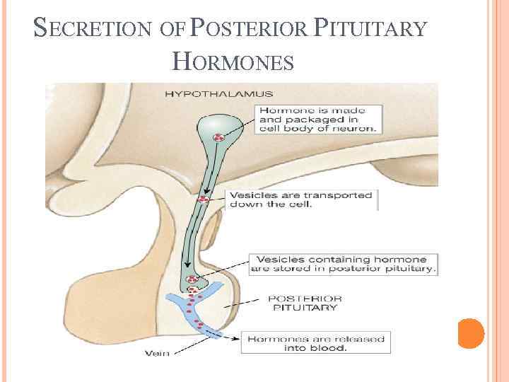 SECRETION OF POSTERIOR PITUITARY HORMONES 