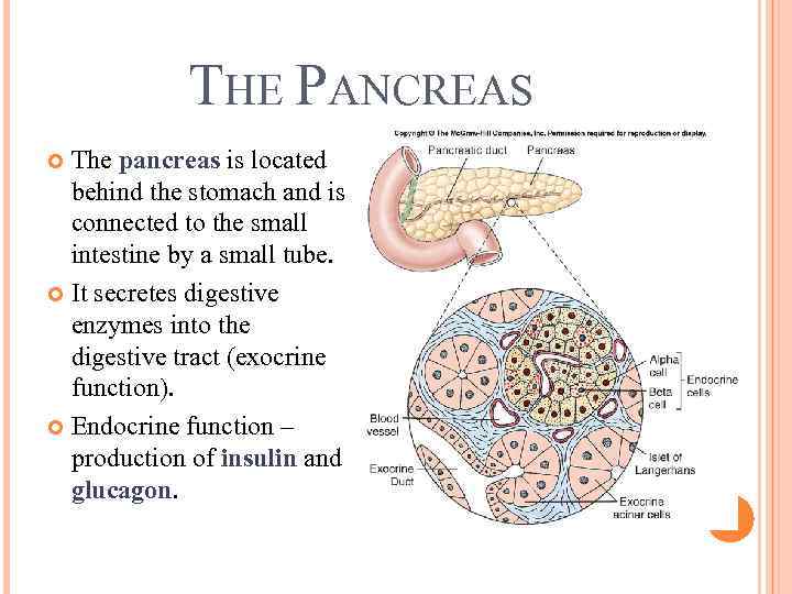 THE PANCREAS The pancreas is located behind the stomach and is connected to the