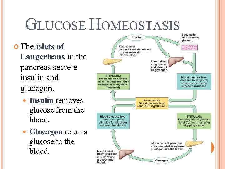 GLUCOSE HOMEOSTASIS The islets of Langerhans in the pancreas secrete insulin and glucagon. Insulin