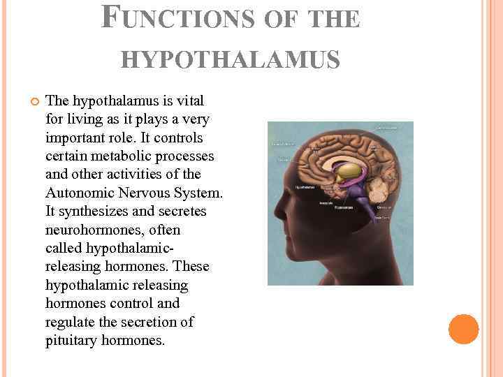 FUNCTIONS OF THE HYPOTHALAMUS The hypothalamus is vital for living as it plays a