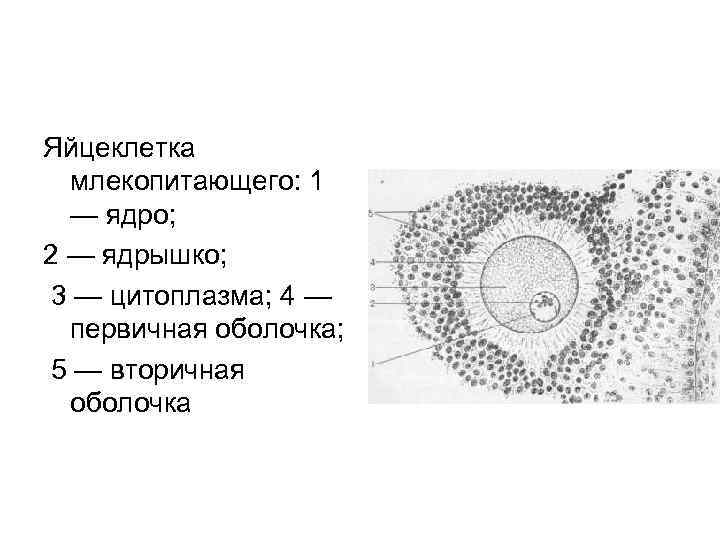 Яйцеклетка млекопитающего: 1 — ядро; 2 — ядрышко; 3 — цитоплазма; 4 — первичная