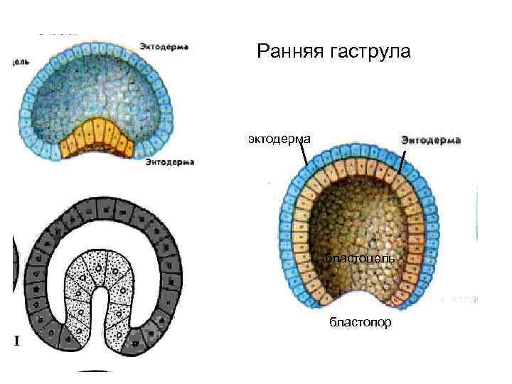 Гаструла картинка с подписями