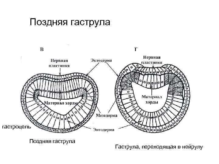 Гаструла лягушки рисунок