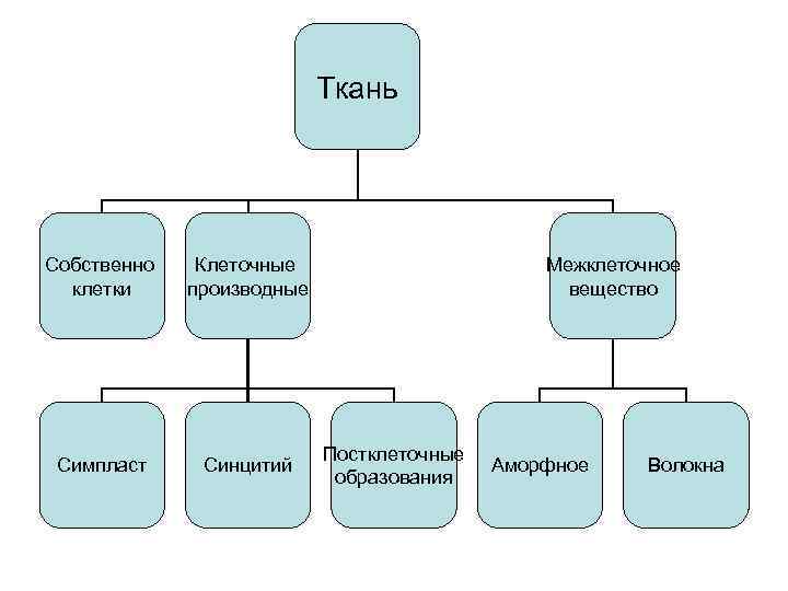 Структурно функциональные элементы ткани. Структурные компоненты ткани. Симпласты и межклеточное вещество как производные клеток. Ткань производные клеток и. Производные тканей.