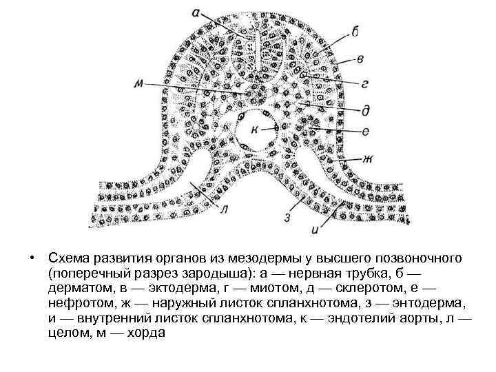  • Схема развития органов из мезодермы у высшего позвоночного (поперечный разрез зародыша): а