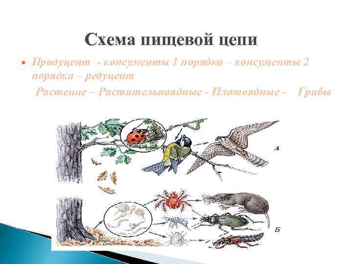 Схема пищевой цепи Продуцент - консументы 1 порядка – консументы 2 порядка – редуцент