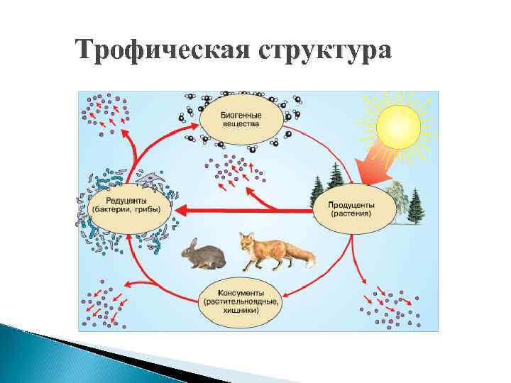 Трофическая структура 