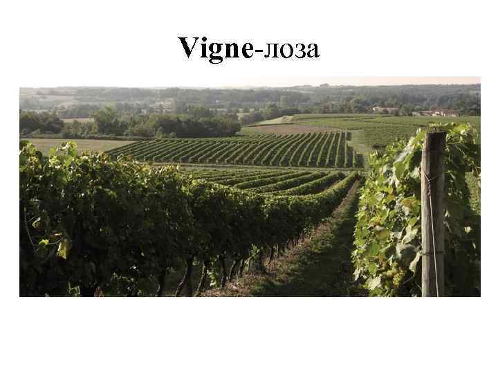 Vigne-лоза 
