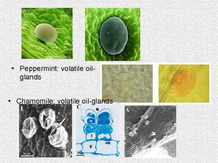  • Peppermint: volatile oilglands • Chamomile: volatile oil-glands 