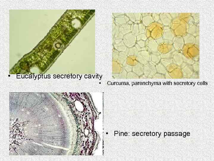  • Eucalyptus secretory cavity • Curcuma, parenchyma with secretory cells • Pine: secretory