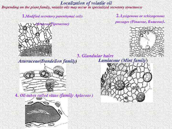 Localization of volatile oil Depending on the plant family, volatile oils may occur in