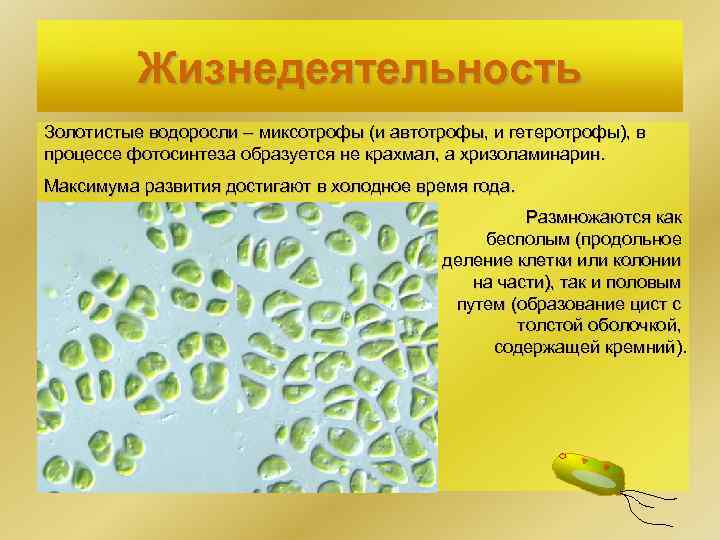 Миксотрофы примеры