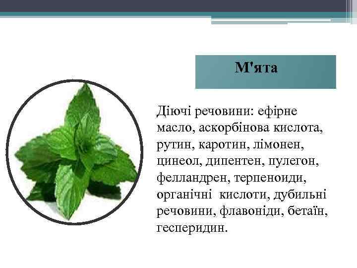 М'ята Діючі речовини: ефірне масло, аскорбінова кислота, рутин, каротин, лімонен, цинеол, дипентен, пулегон, фелландрен,