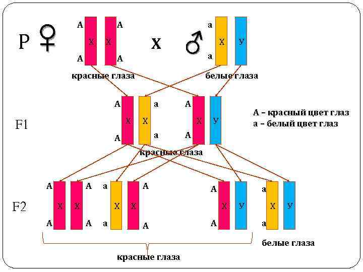 Р ♀ А А Х Х Х А А ♂ красные глаза а Х