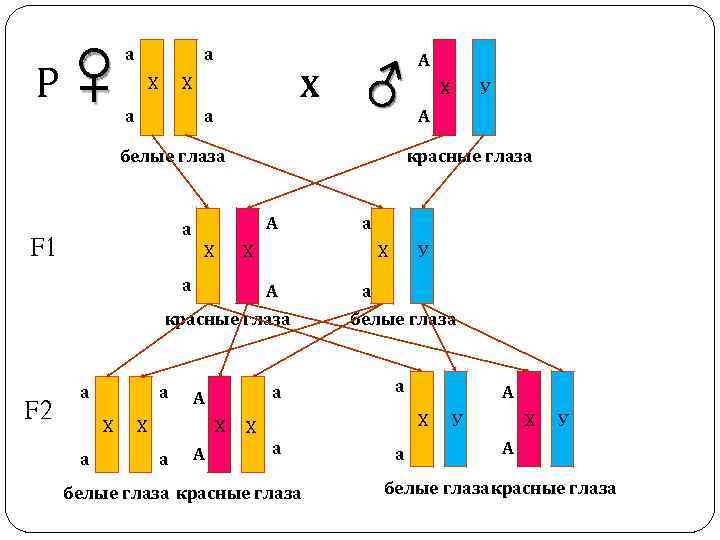 Р ♀ а а Х Х Х а а ♂ белые глаза А Х