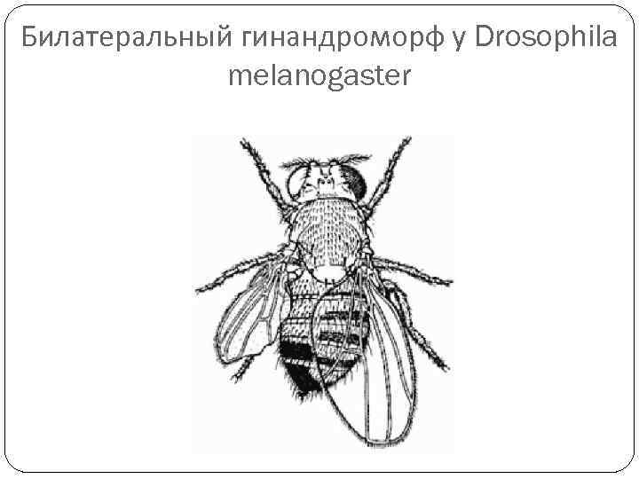 Билатеральный гинандроморф у Drosophila melanogaster 